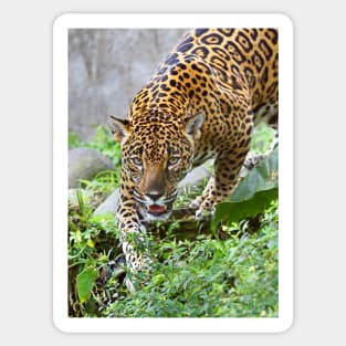Stalking Jaguar - Costa Rica Sticker